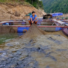 Thu nhập tiền tỉ từ việc nuôi "thủy quái sông Đà"